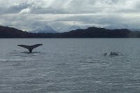 Les baleines du monde du bout du monde